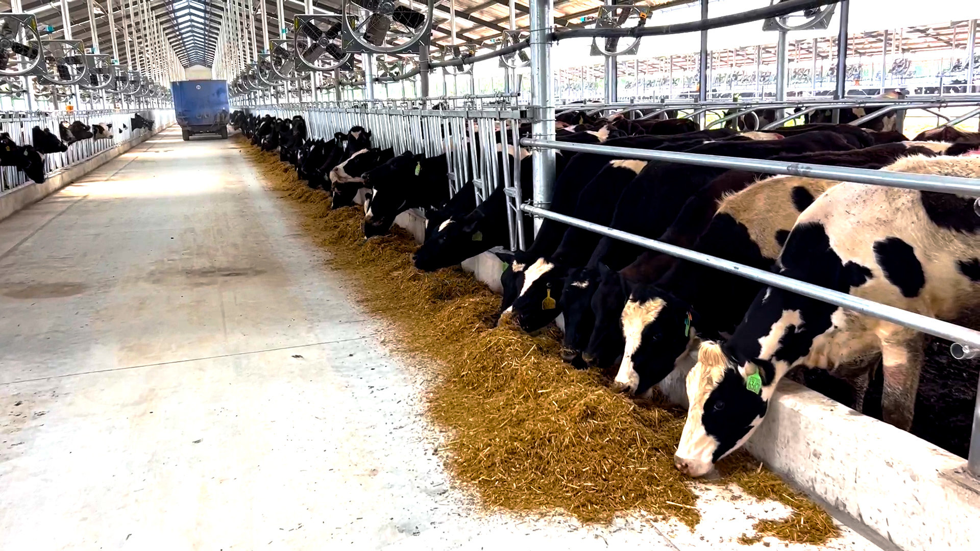 吹空扇 喷淋雨 睡软卧 3000头荷斯坦奶牛喜迁科迪集团万头生态智慧牧场