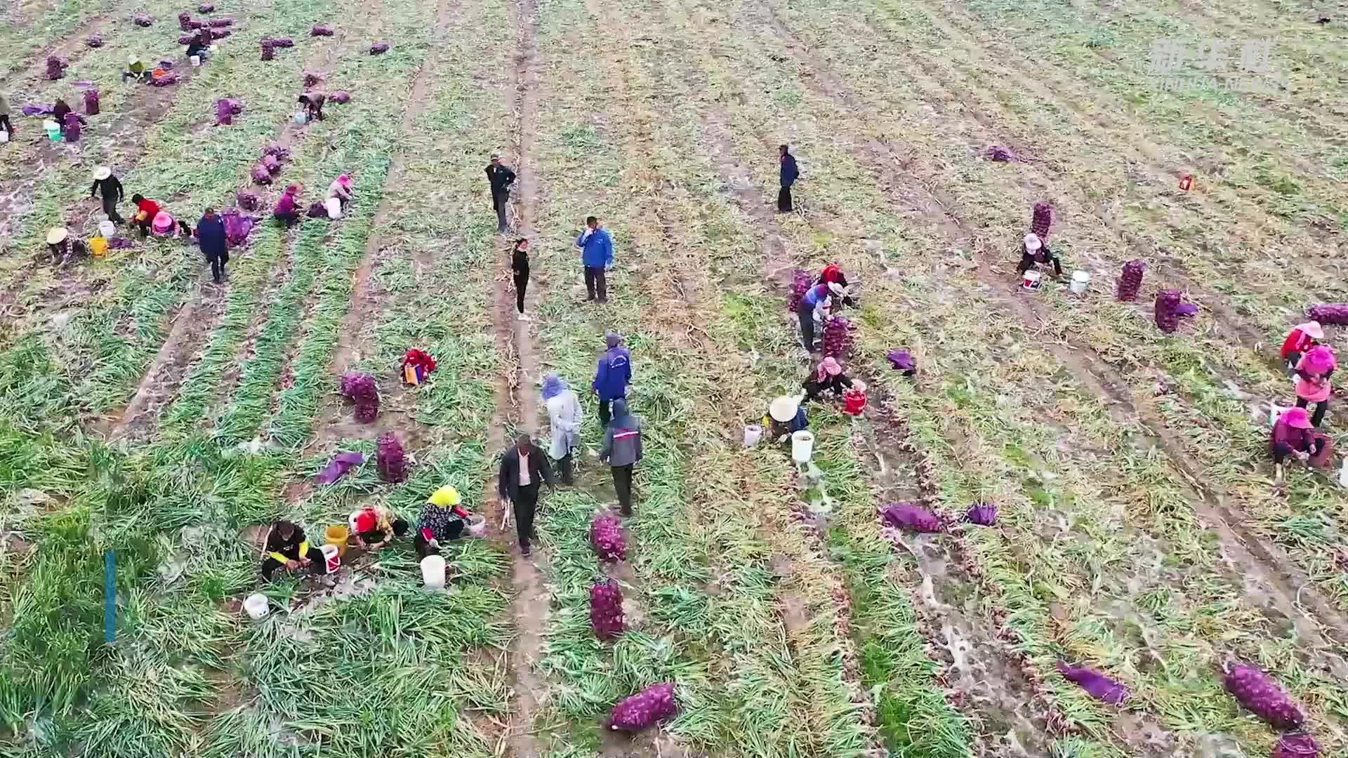 江苏兴化：红皮洋葱富民增收