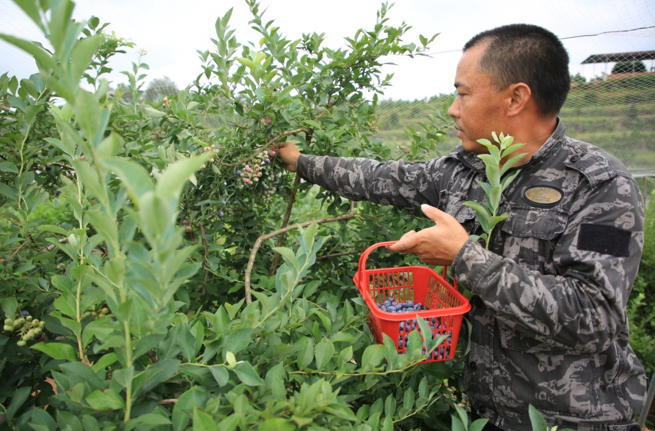 吉安永新县：蓝莓丰收 农民增收