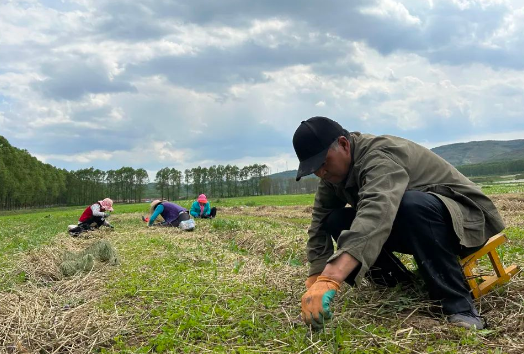 独活大黄川芎遍地开花……华亭中药材"链"出"千金方"