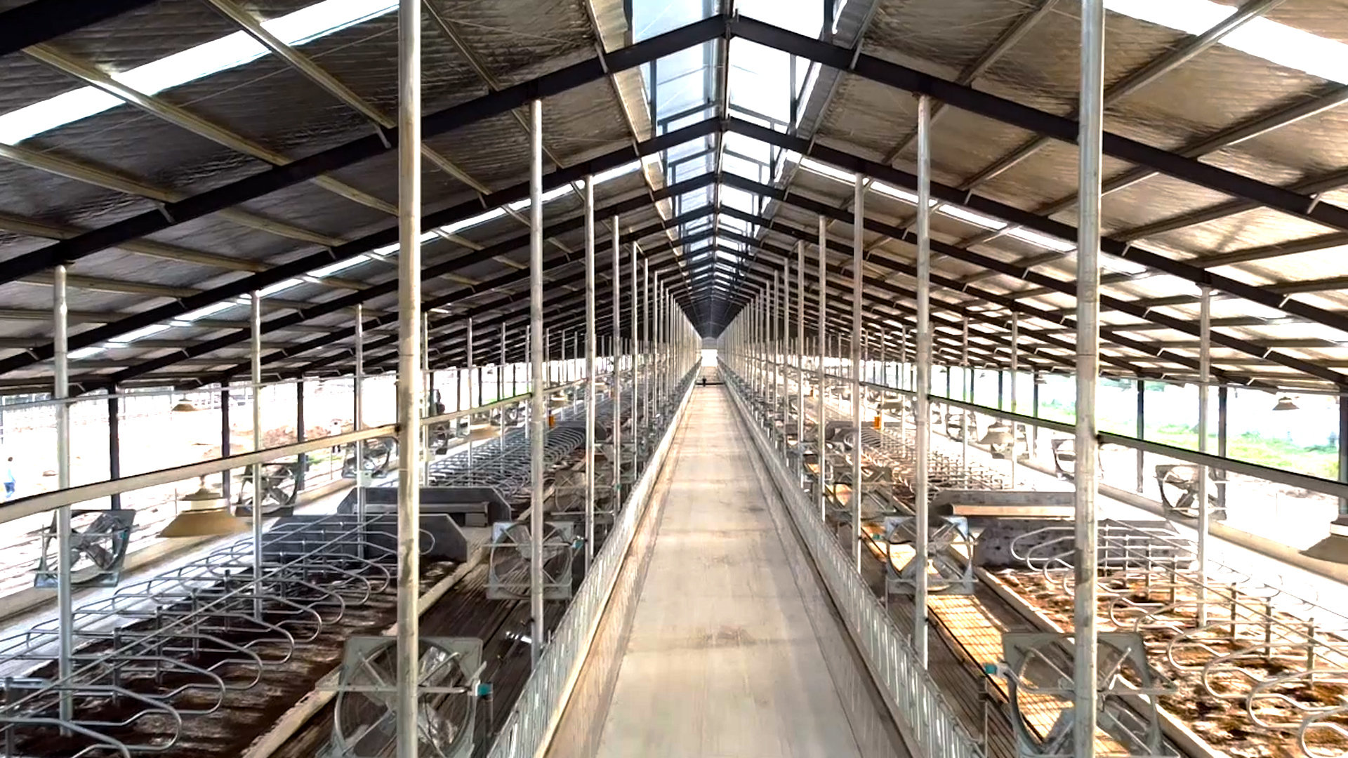 吹空扇 喷淋雨 睡软卧 3000头荷斯坦奶牛喜迁科迪集团万头生态智慧牧场