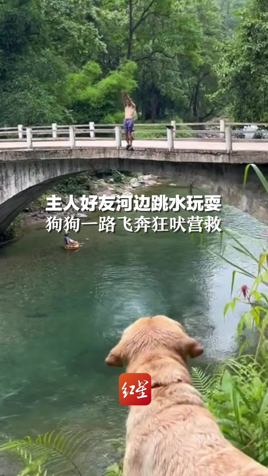 主人好友河边跳水玩耍，狗狗一路飞奔狂吠营救