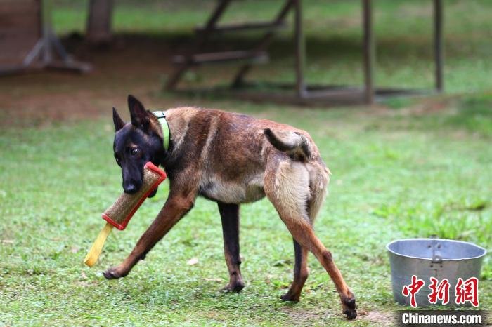 图为受训警用幼犬衔取麻棒。　刘占昆 摄