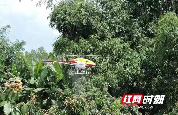 湖南植保无人机技术有限公司无人机在泰国作业。