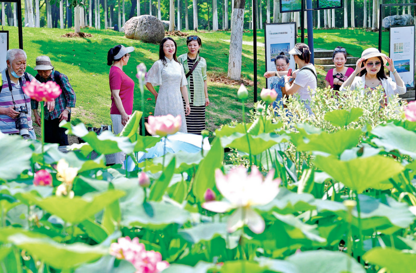 沙湖公园赏荷正当时