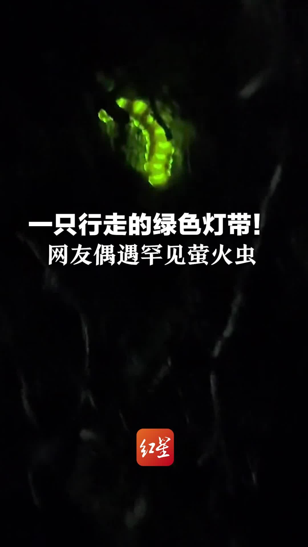 一只行走的绿色灯带！网友偶遇罕见萤火虫“雌光萤”，全身30多处发光