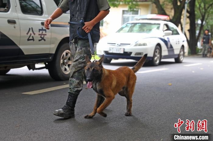 图为考核警用幼犬从发动的汽车旁边走过时的反应。　刘占昆 摄