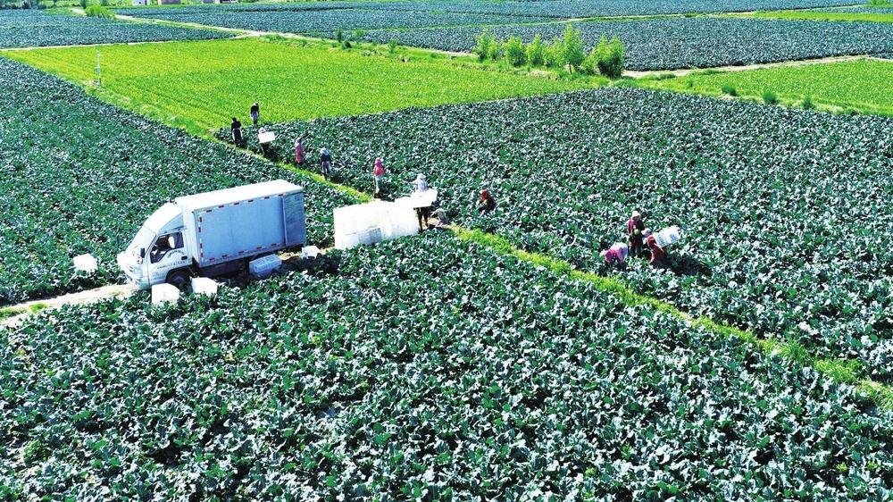 盛夏时节,蔬菜飘香。走进临泽县沙河镇供港澳蔬菜基地,10多名菜农正在采摘、搬运西兰花,现场一派忙碌景象。 新甘肃·甘肃经济日报通讯员 兰正 汪亚媛 摄