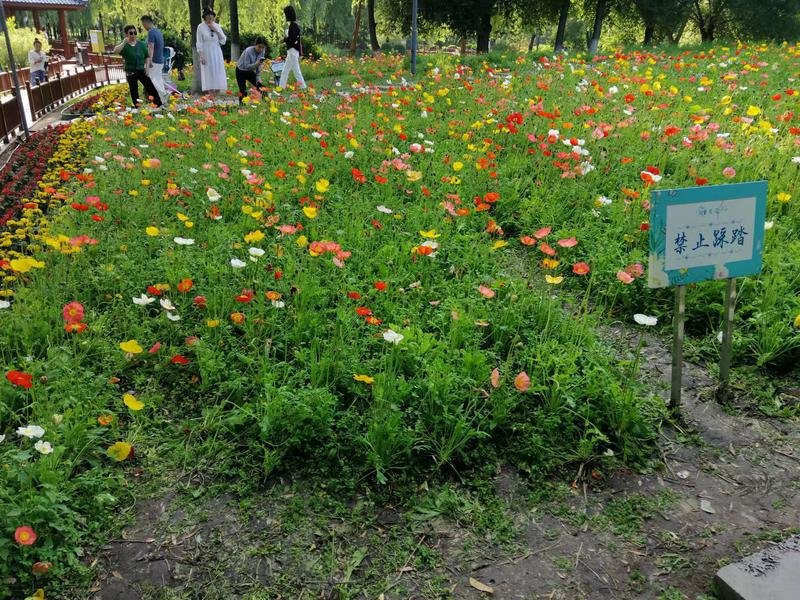 在“禁止踩踏”的提示牌边上，一条“小道”赫然形成。“世上本没有路，踩的人多了，就成了路。”为了拍照打卡，把美丽的“虞美人”花都碰倒了。（韩雪洁摄）