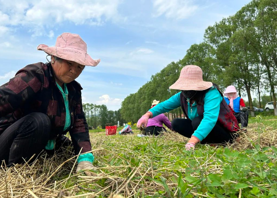 独活大黄川芎遍地开花……华亭中药材"链"出"千金方"