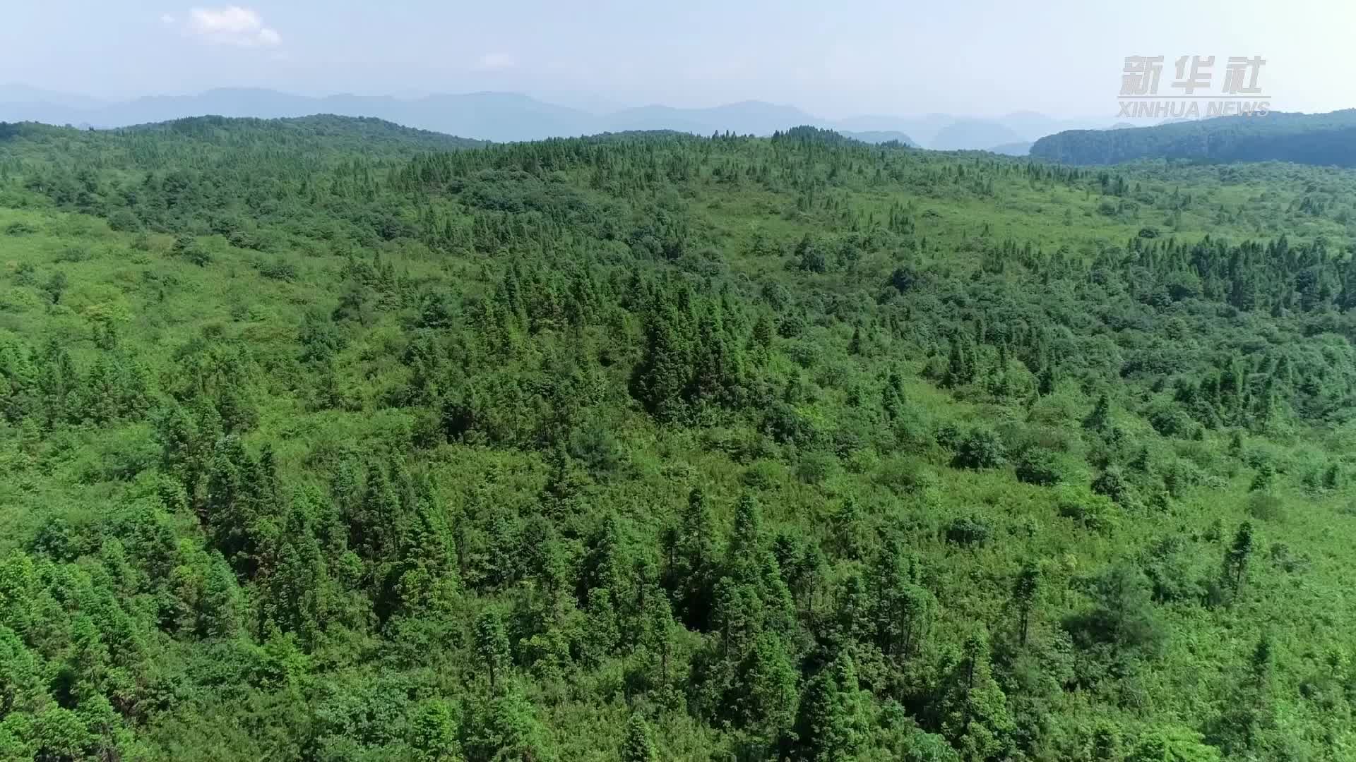 云南乌蒙山保护区首次拍摄到白鹇雌鸟孵蛋