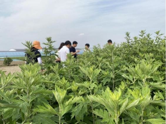 中国中医科学院中药资源中心专家来到艾草种植基地指导。李桂兰摄