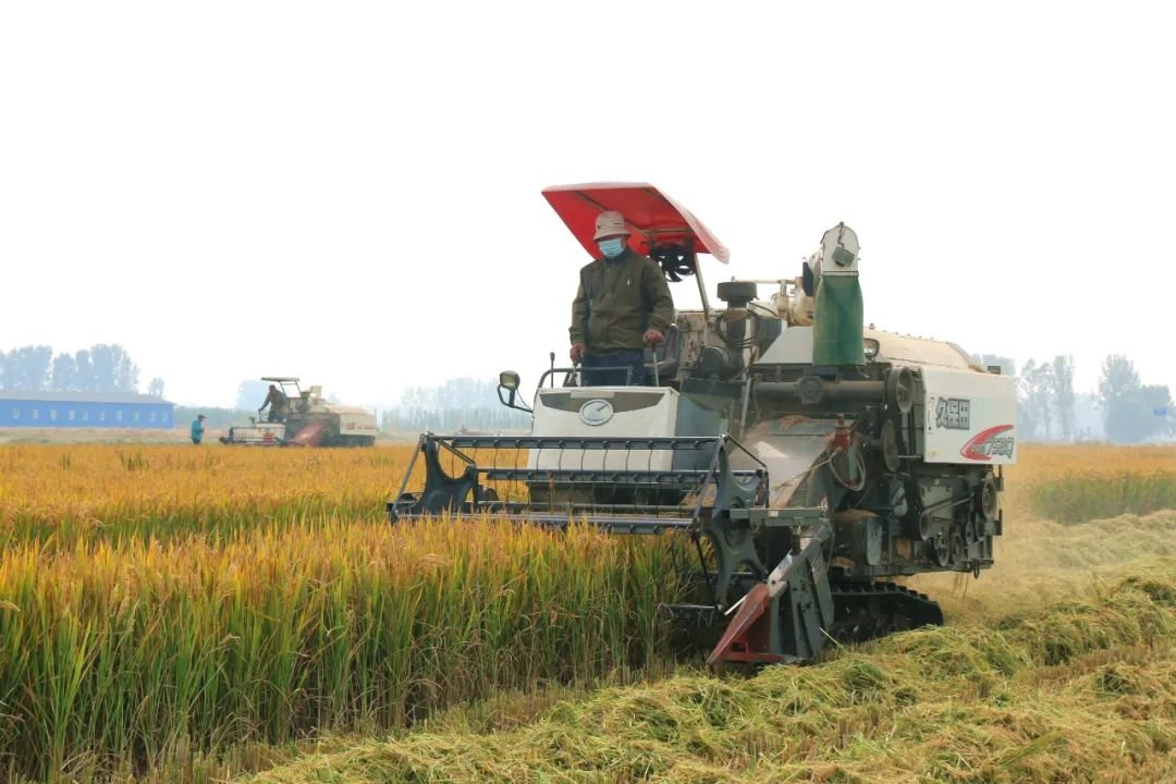 10月下旬，曹镇乡田间稻谷收割。