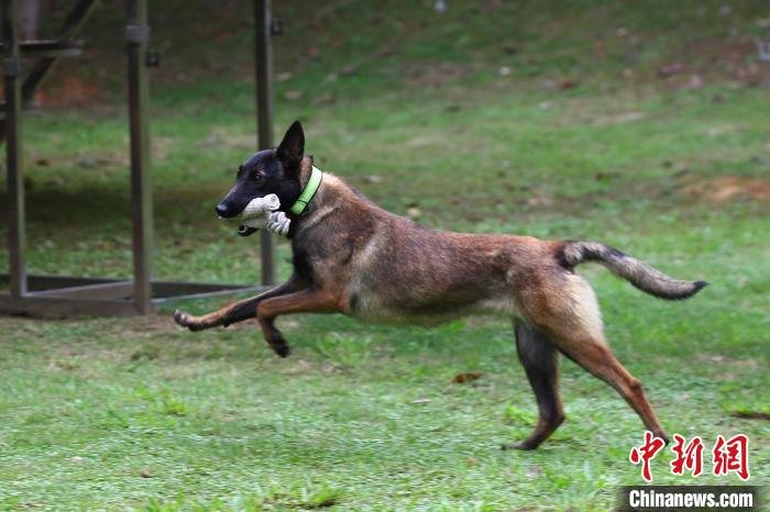 图为受训警用幼犬衔取毛巾棒往前奔跑。　刘占昆 摄
