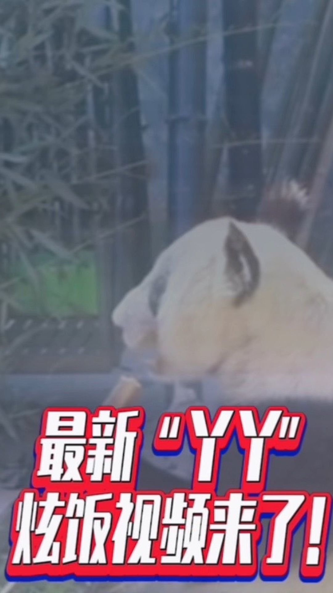 最新“丫丫”炫饭视频来了！#国是论坛 #大熊猫丫丫 #熊猫丫丫干饭视频