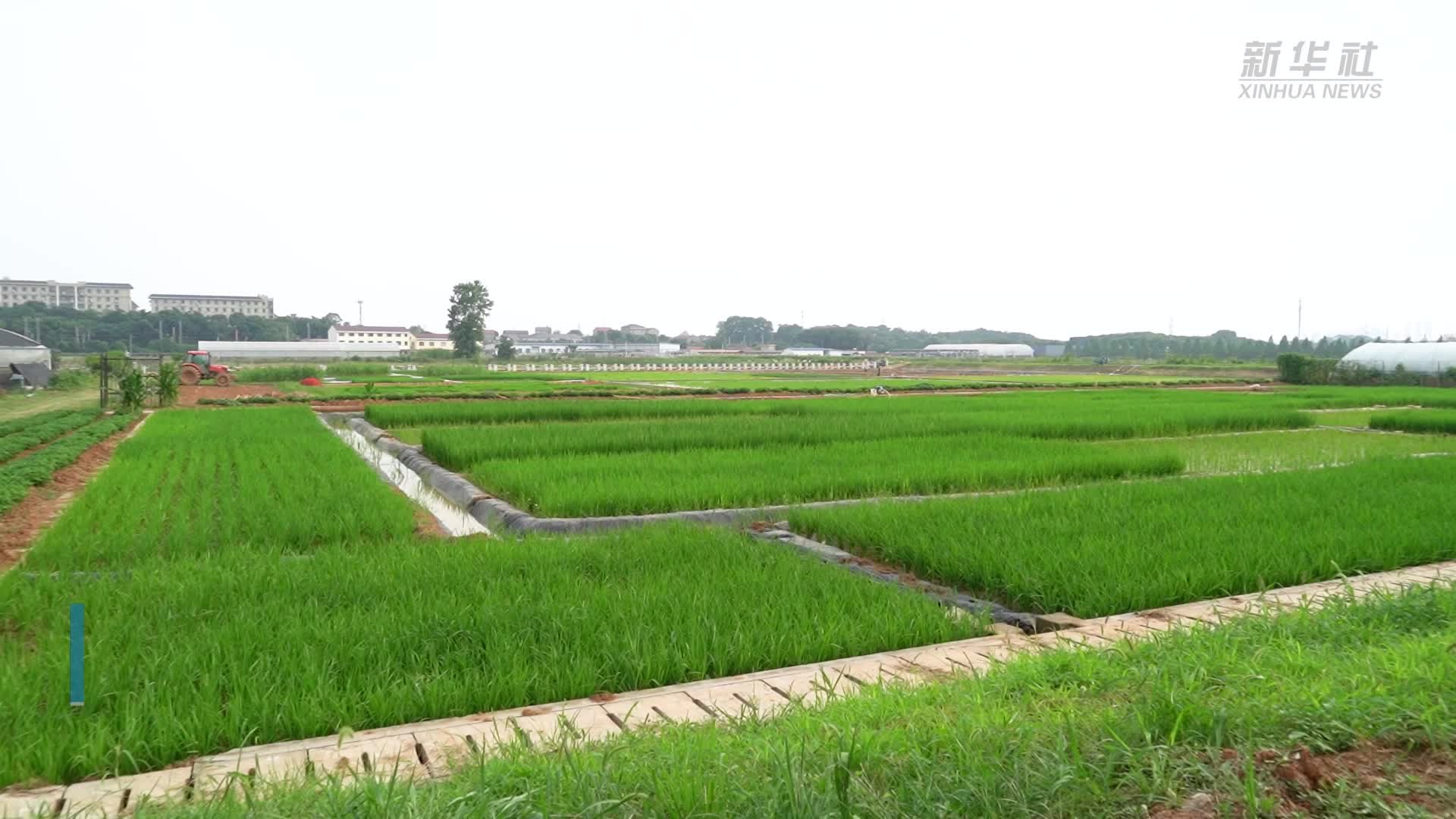 新华全媒+|我国水稻广谱抗病基因研究取得进展