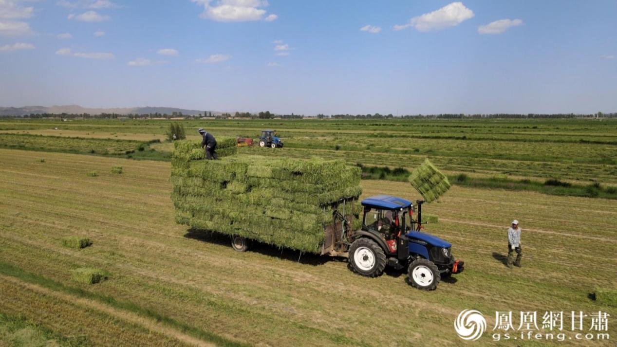 永昌县紫花苜蓿进入收割期，广阔的田野上散发着阵阵青草香。永昌县融媒体中心供图