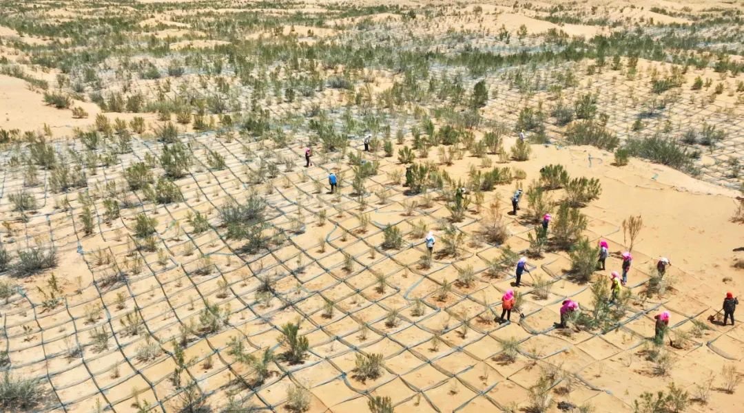 6月13日，临泽县北部荒漠区防沙治沙工程现场，干部群众在网方格内补种栽植梭梭。