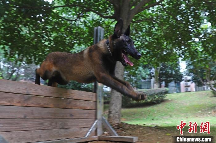 图为受训警用幼犬跨过0.5米高的小板墙。　刘占昆 摄