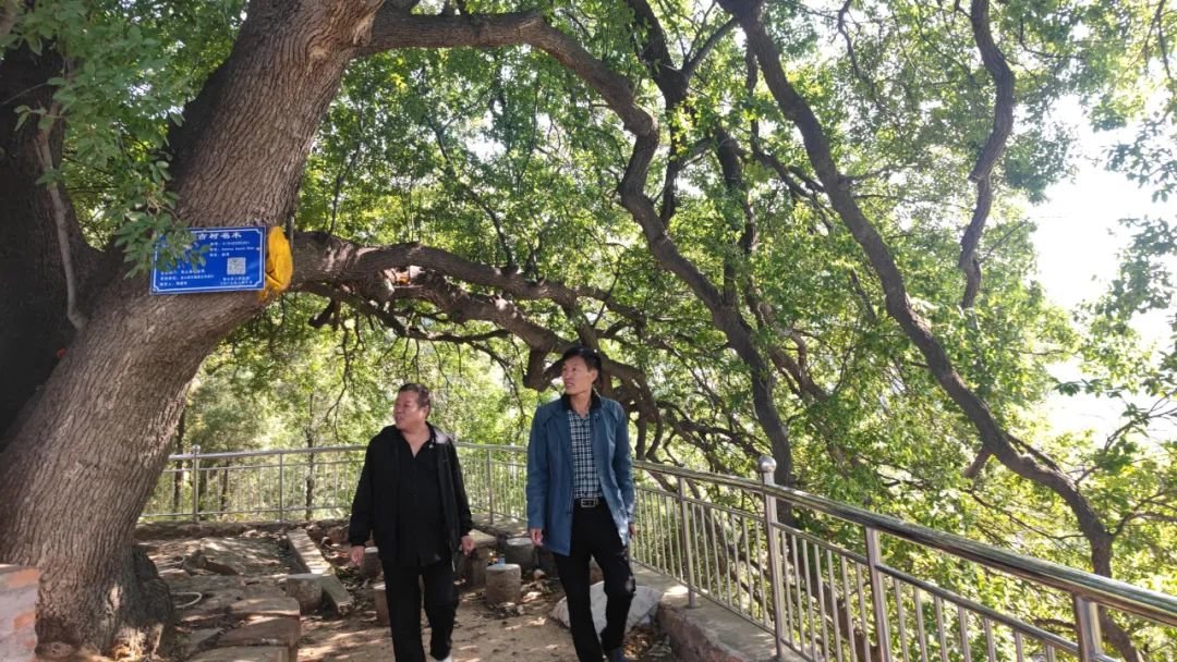 游客在古树下行走