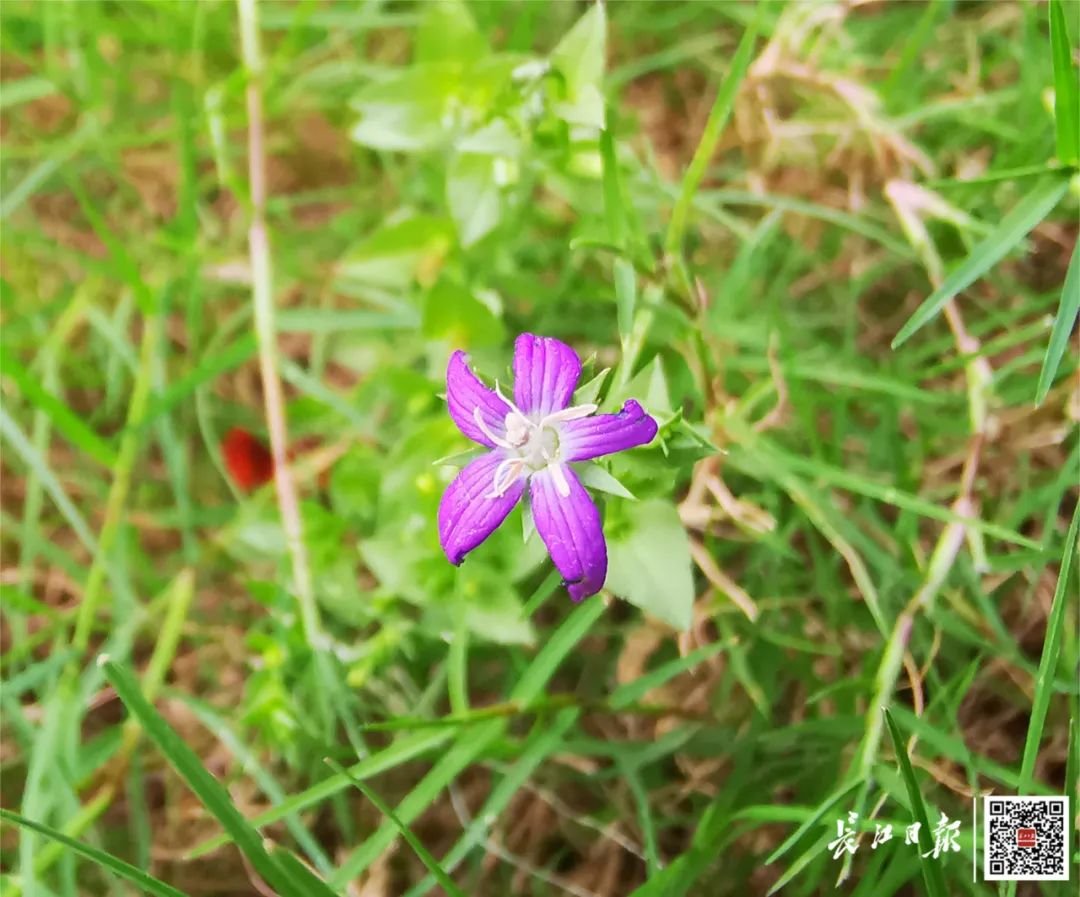 西北湖绿化广场发现的卵叶异檐花。记者明眺生 摄