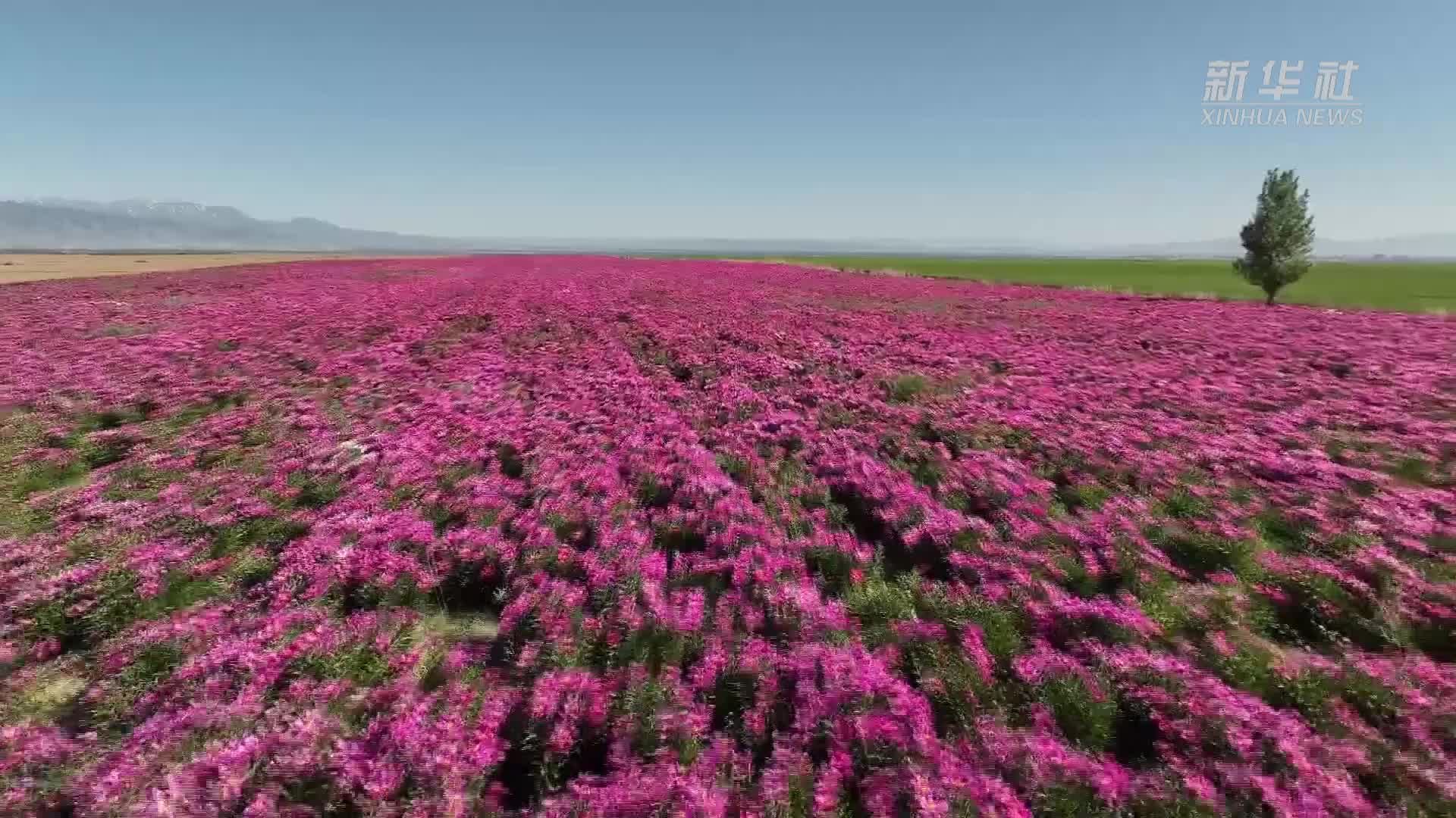 新疆塔城：芍药花开引客来