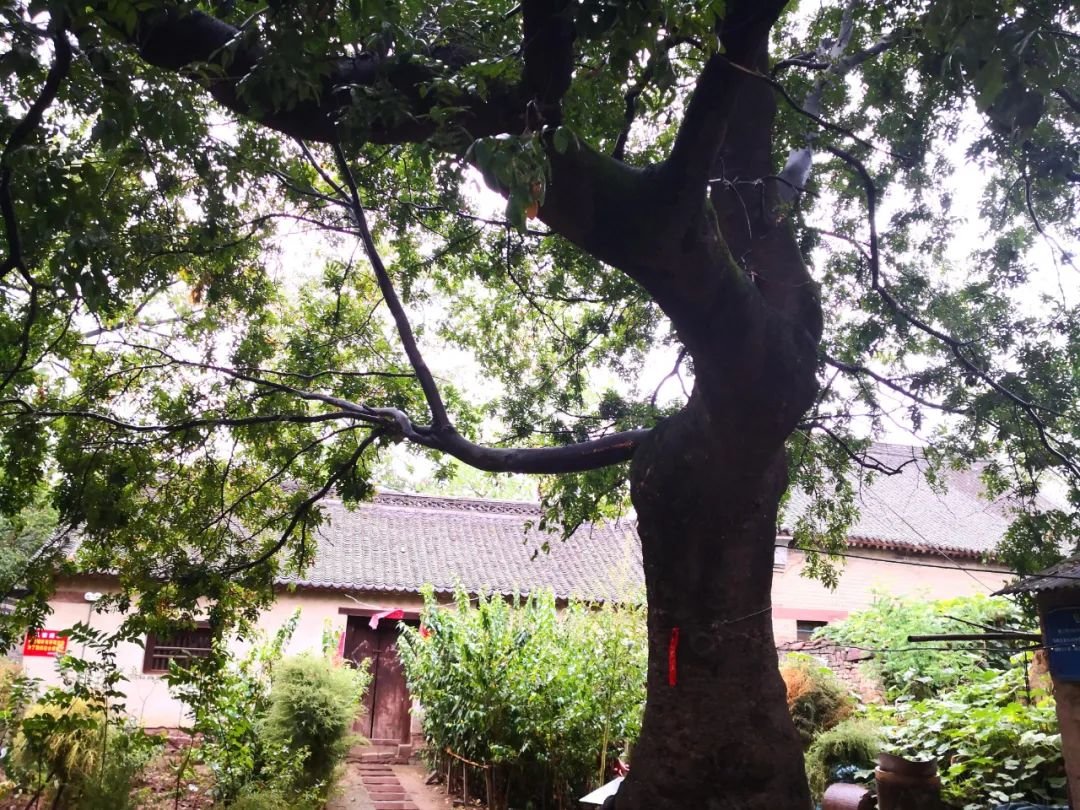 植于明万历年间的皂角树