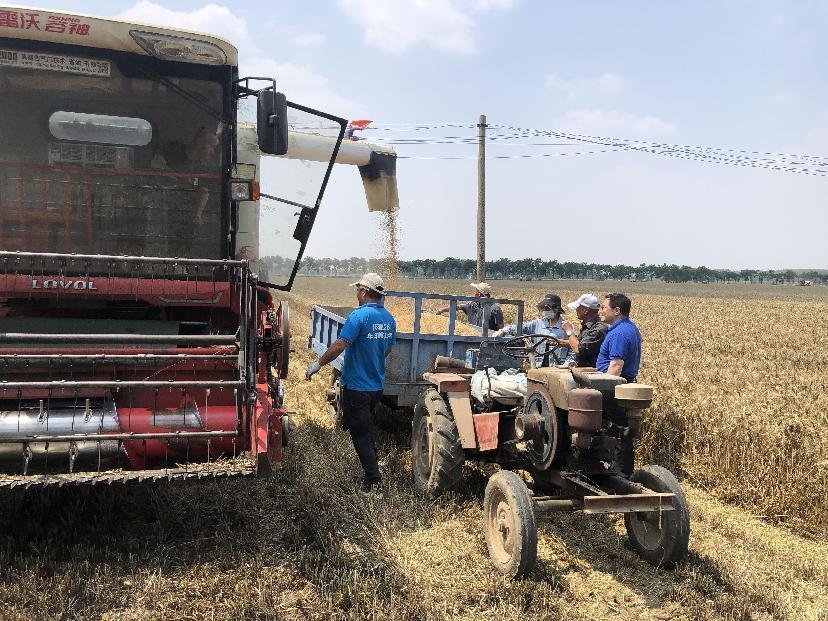 交通银行河南省分行驻村工作队帮助村民抢收小麦