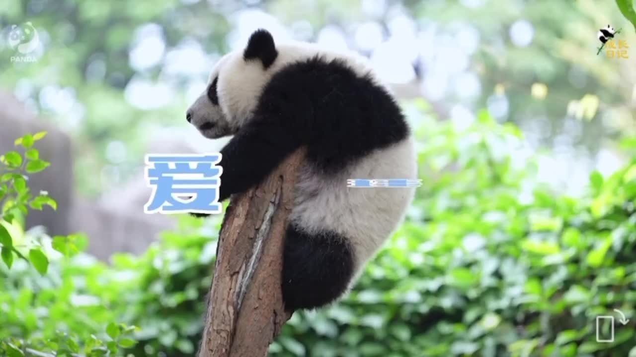 30秒｜枝头结“熊猫果”？成都熊猫繁育基地挂树小熊友惹人爱