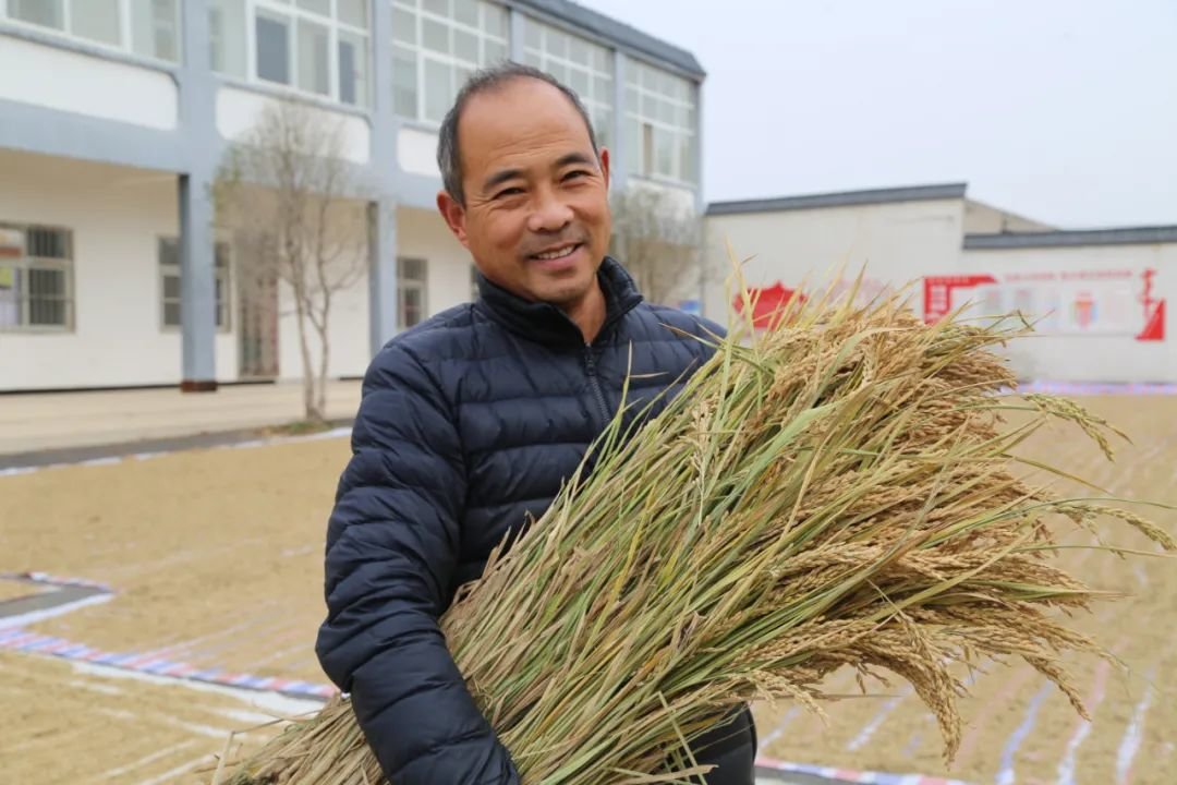 黄金晴水稻丰收，曹西村党支部书记王军伟笑逐颜开。