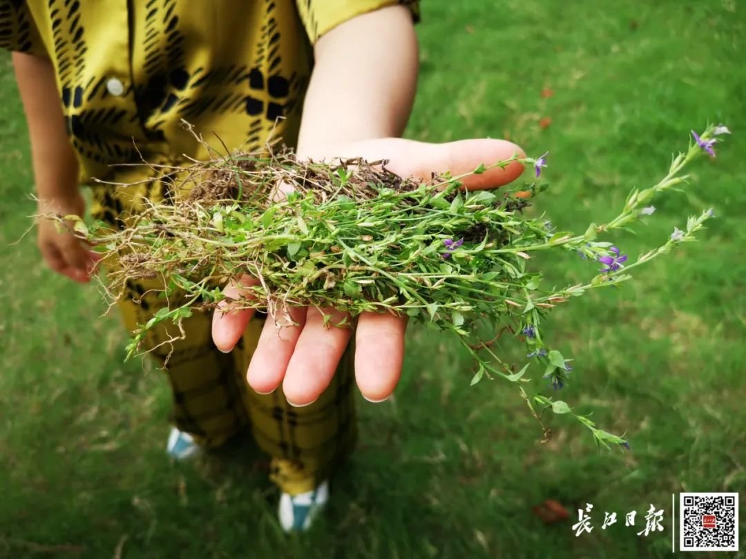 被铲除的卵叶异檐花。记者明眺生 摄