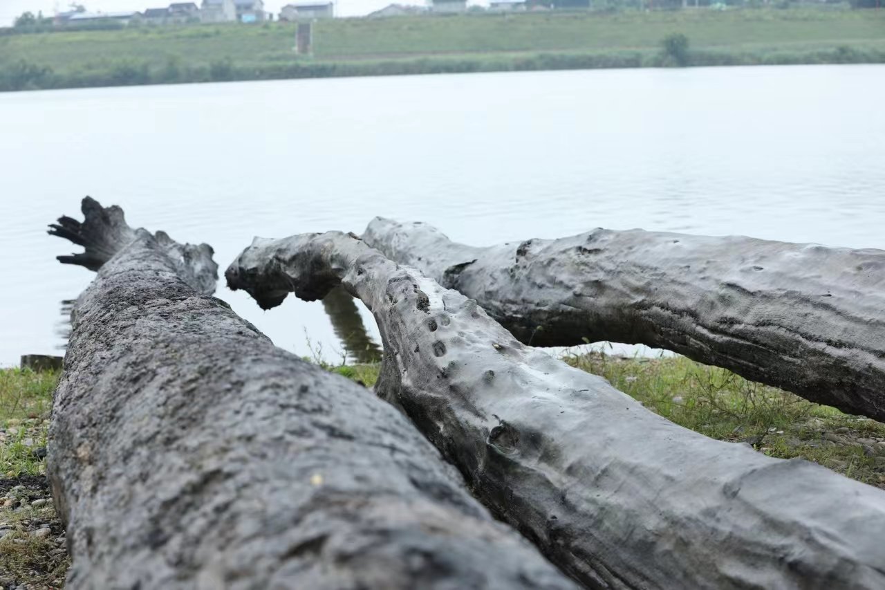 “东方神木”跨越千年现涪江 潼南首次发现大体量乌木