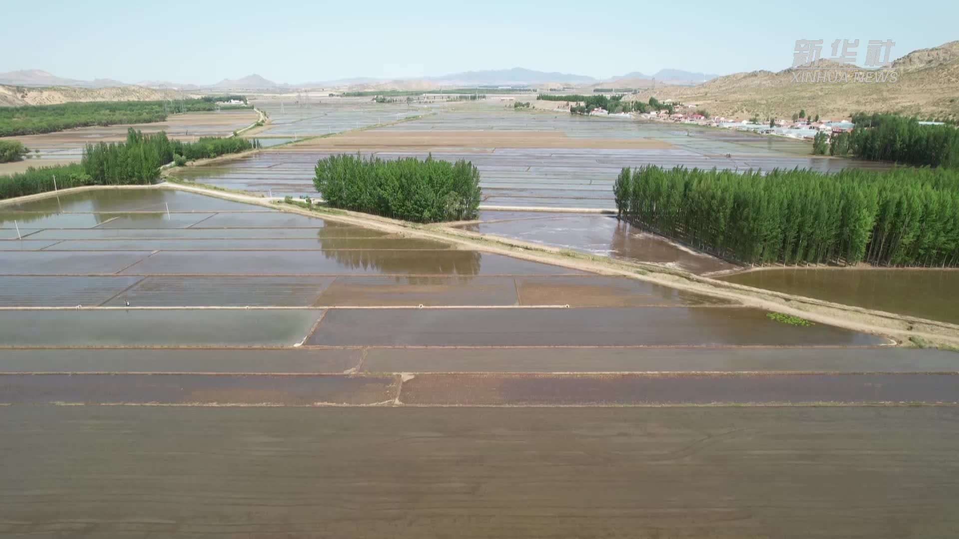 内蒙古巴林右旗：荒芜盐碱地变身水稻田