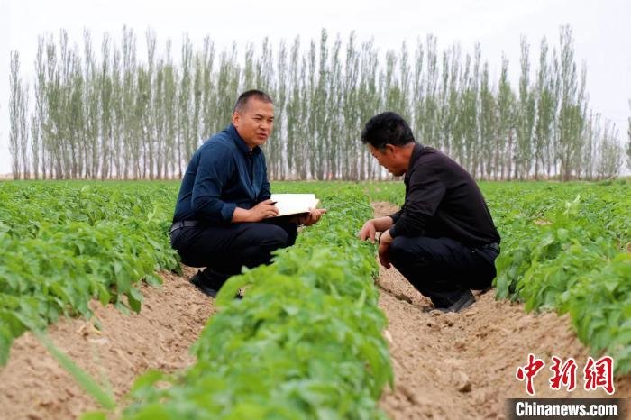 图为甘肃民勤县南湖镇麻莲井村的马铃薯繁育基地，工作人员正在查看马铃薯长势情况。吴苗 摄