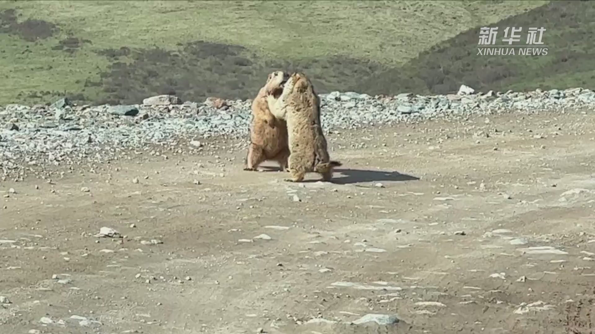 两只旱獭“打架”还有一只“劝架”