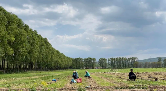 独活大黄川芎遍地开花……华亭中药材"链"出"千金方"