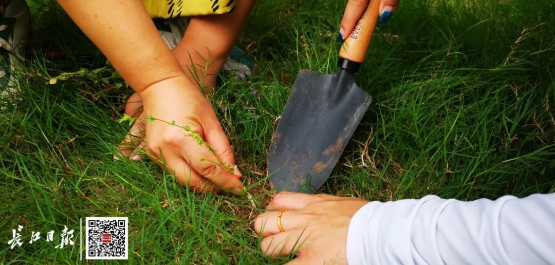卵叶异檐花在草丛中很不起眼。记者明眺生 摄