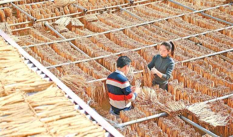 岷县中药材喜获丰收，群众晾晒中药材。岷县县委宣传部供图