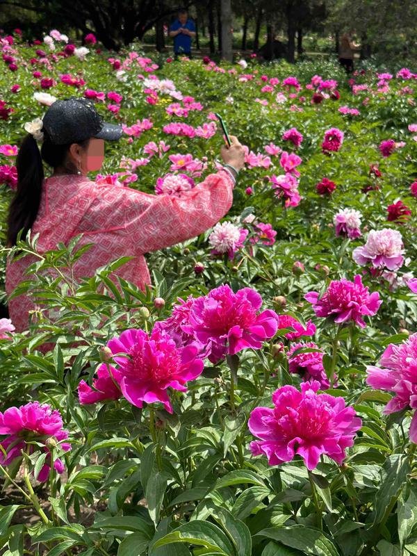 长春公园芍药花开后，有游客进入花地中间拍照。芍药虽美，还需文明观赏才行。（韩玉红摄）