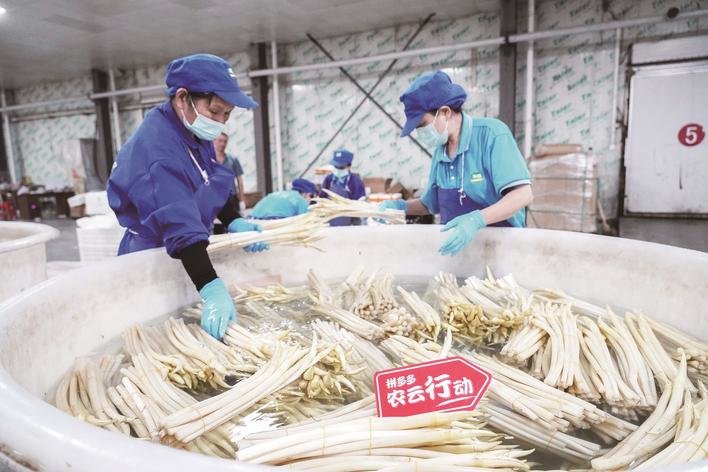 藕带当天采摘当天打包发往全国