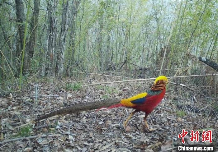 鸟中“小凤凰”频现湖北竹山堵河源