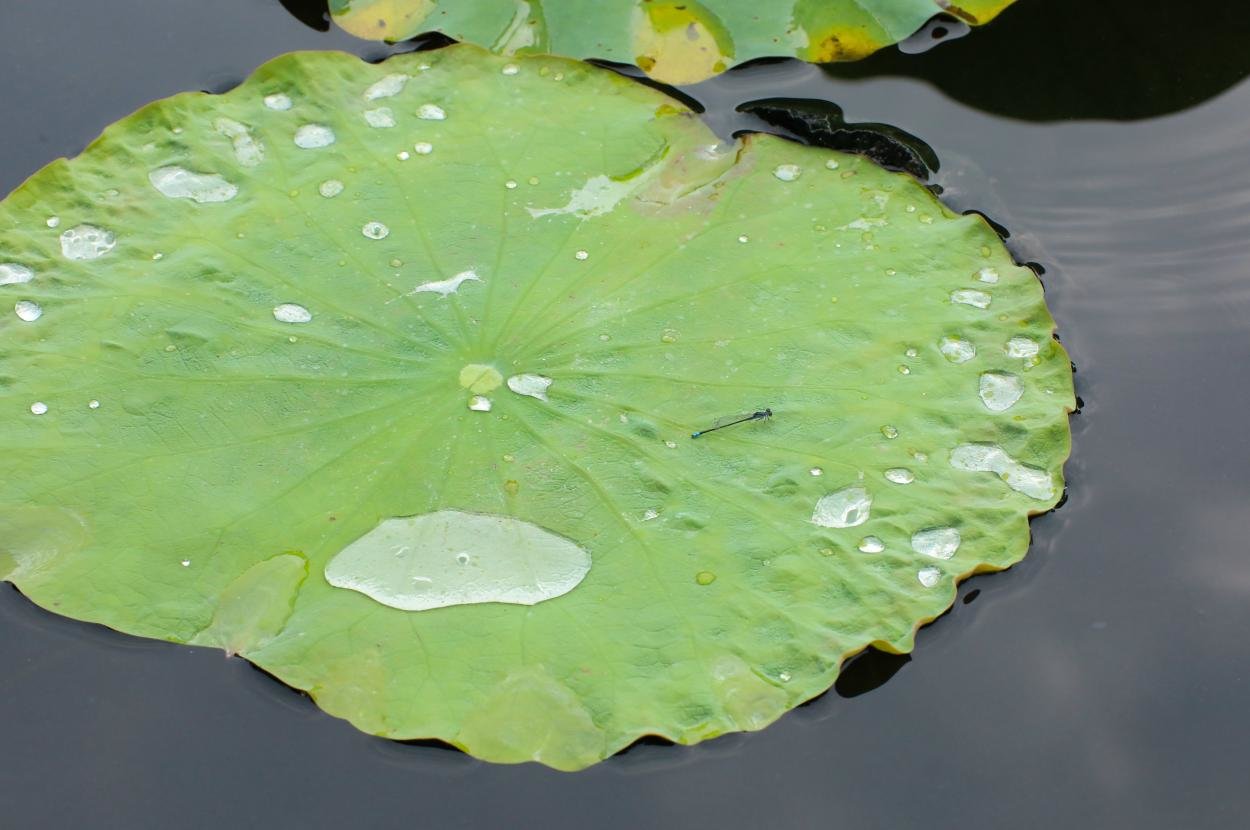 （蜻蜓在荷叶上停留休憩。）