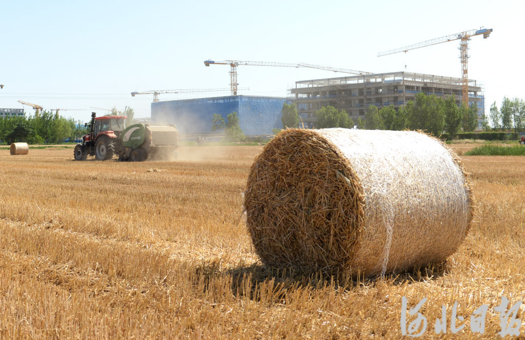 宁晋县农机手驾驶机械在麦田里作业，将麦秸打捆回收。