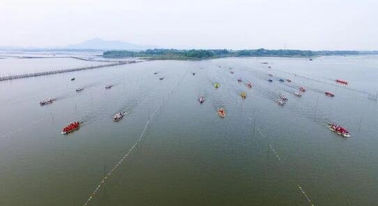 九江柴桑区：1800名游子回家“扒”龙船