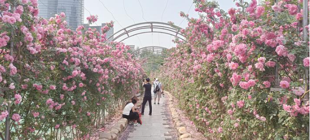 美景吸引游客打卡拍照 吕闯 摄