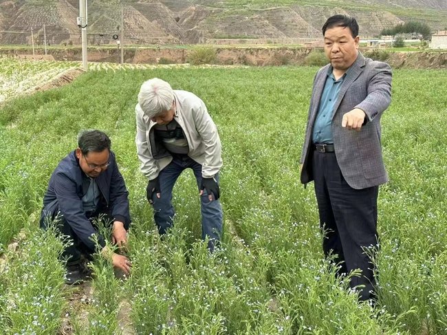 2023年6月3日，国家特色油料产业技术体系草害防控岗位专家、省农科院植保所研究员胡冠芳(左)和胡麻产业首席顾问党占海(中)在会宁调查胡麻田间杂草。