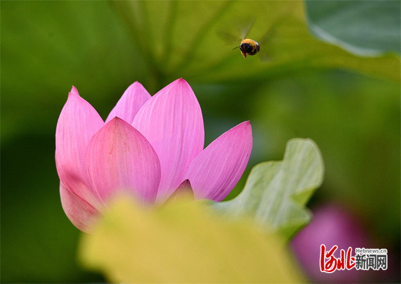 6月21日，石家庄市栾城区人民公园一处荷塘里盛开的荷花。