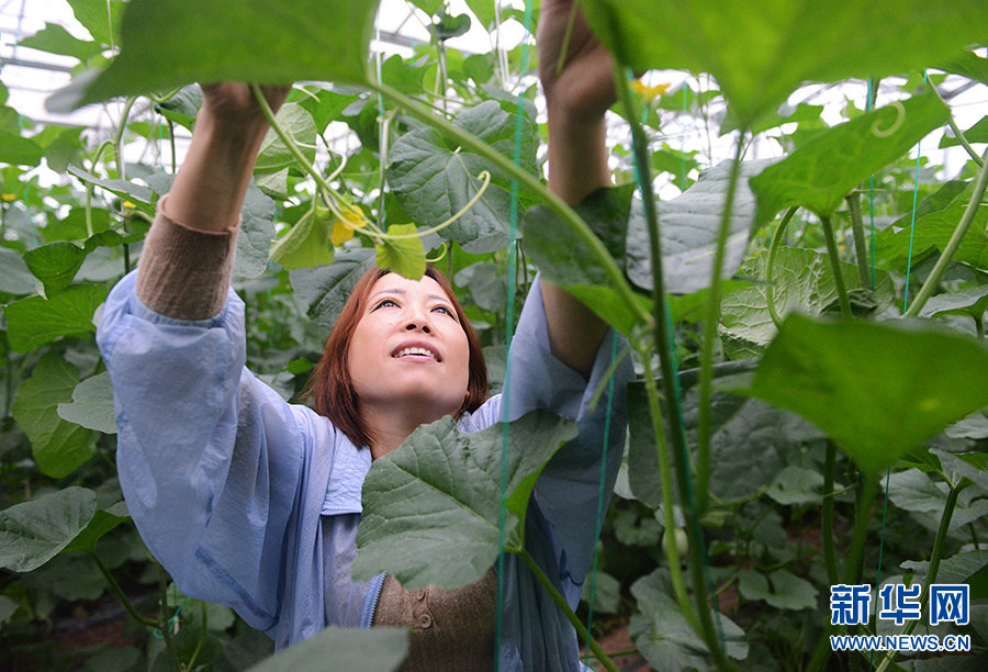 6月18日，果蔬基地的农业技术人员正在给网纹蜜瓜打杈。