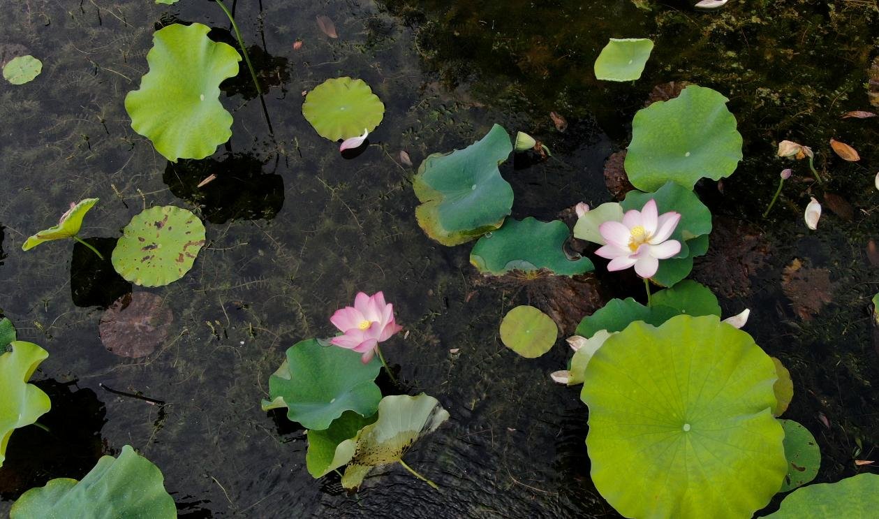 （肥西县紫蓬山旅游开发区山口村荷花观赏基地内，朵朵荷花盛开。）