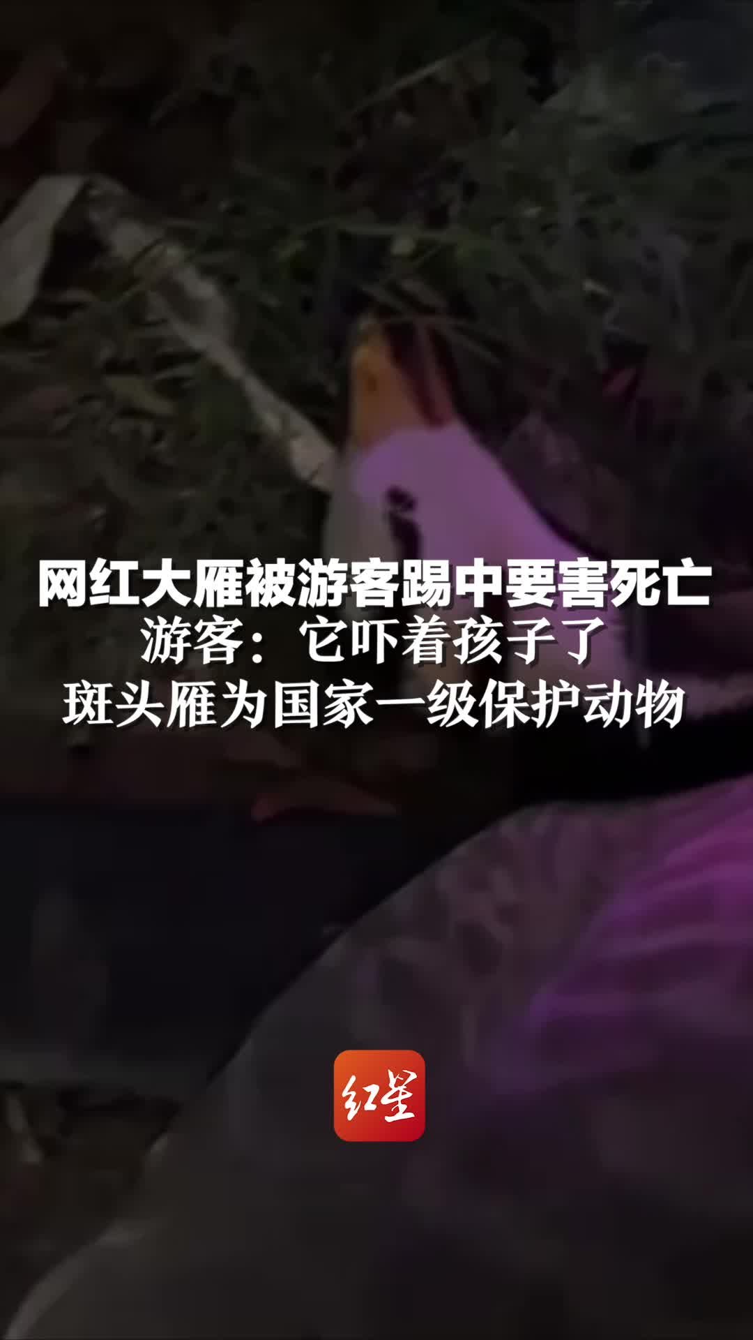 网红大雁被游客踢中要害死亡 游客：它吓着孩子了